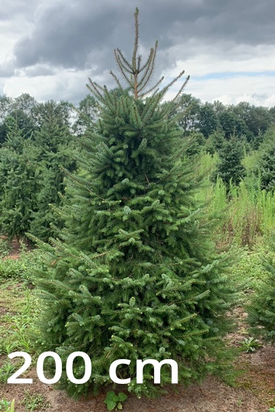 servische_spar_200_1559989068