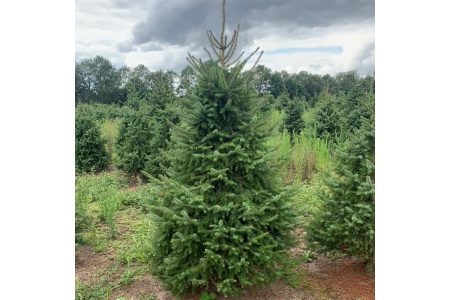 cat-kerstbomen_1237136984