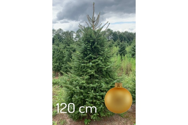 servische-spar-120-goud_560576982