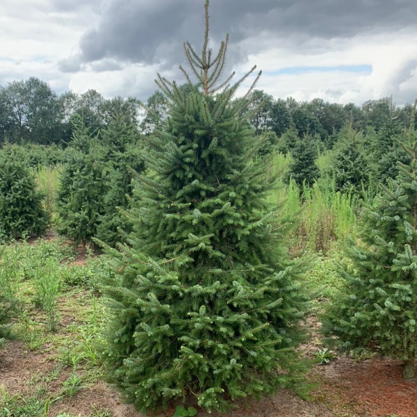 cat-kerstbomen_1237136984